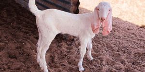 Sojat Goat