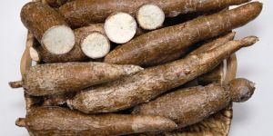 Cassava