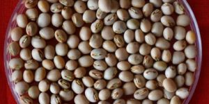 Pigeon Peas