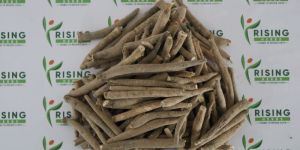 Ashwagandha Root Extract