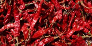 Gt 334 Stem Chilli