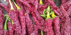 Kdl Byadgi Stem Chilli