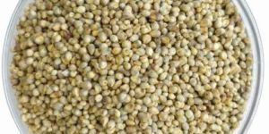 Pearl Millet Seeds