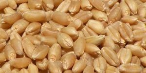 Wheat Seeds