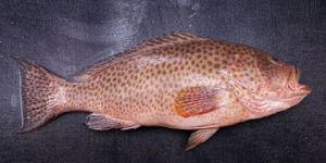 Grouper Fish
