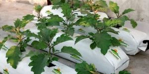 Coir Pith Grow Bags