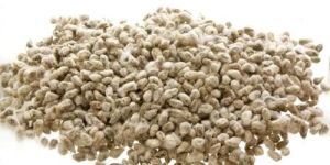 Cotton Seeds