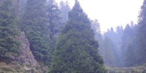 Family Tour Services