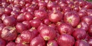 Red Onion
