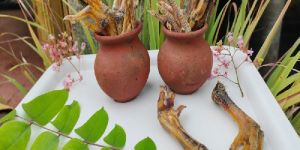 Petritive Chicken Feets