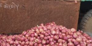 Summer Red Onion