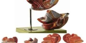 Genital Organ Model