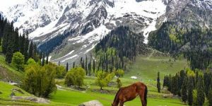 Kashmir Travel Agent