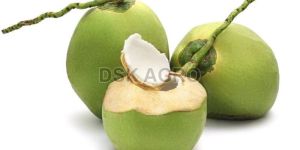 Fresh Tender Coconut