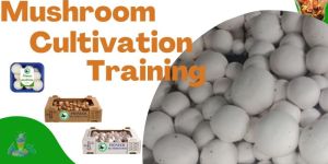 Mushroom Cultivation Training Services