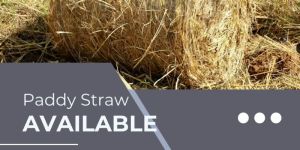 Paddy Straws