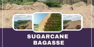 Sugarcane Bagasse