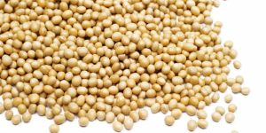 Raw Soybean