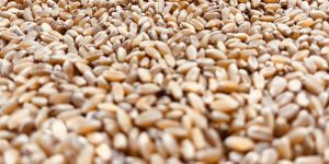 Sortex Wheat