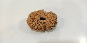 19 Mukhi Nepali Rudraksha Beads