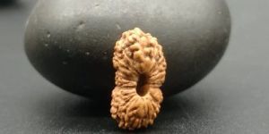 22 Mukhi Java Rudraksha Beads