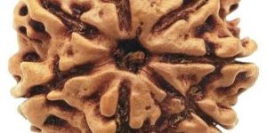 6 Mukhi Nepali Rudraksha Beads