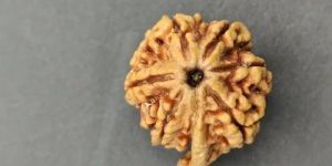 Ganesh Mukhi Rudraksha Beads