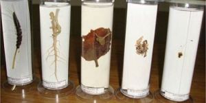 Common Botany Laboratory Specimens