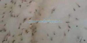 Bagda Prawn Seeds