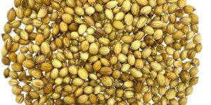 Coriander Seeds