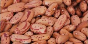 Rajma Beans