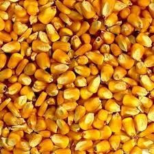 Yellow Corn Maize