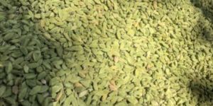 Green Cardamom