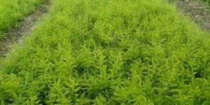 White Shatavari Plants