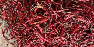 Teja Red Chilli