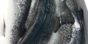 Fresh Atlantic Salmon
