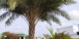 Date Palm Trees