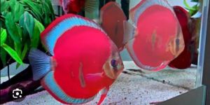Discus Fish