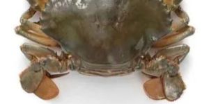 Brownish Green Live Mud Crabs