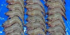 Frozen Flower Shrimp Prawns