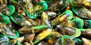 Green Mussels Shellfish