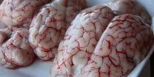 Offals Buffalo Kidney Meat