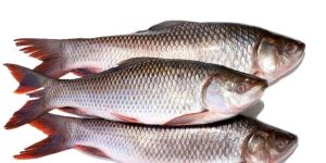 Rohu Whole Fish