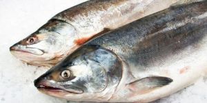 Salmon Fish