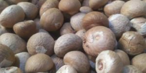 Betel Nuts