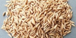 Balagam-33 Improved Paddy Seeds