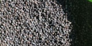 Black Pepper