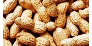 Groundnut