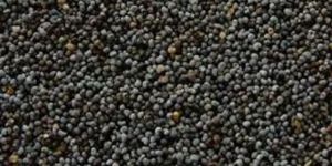 Mustard Seeds