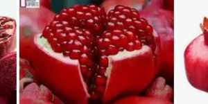 Pomegranate